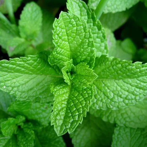 Menthol and Mint Vape